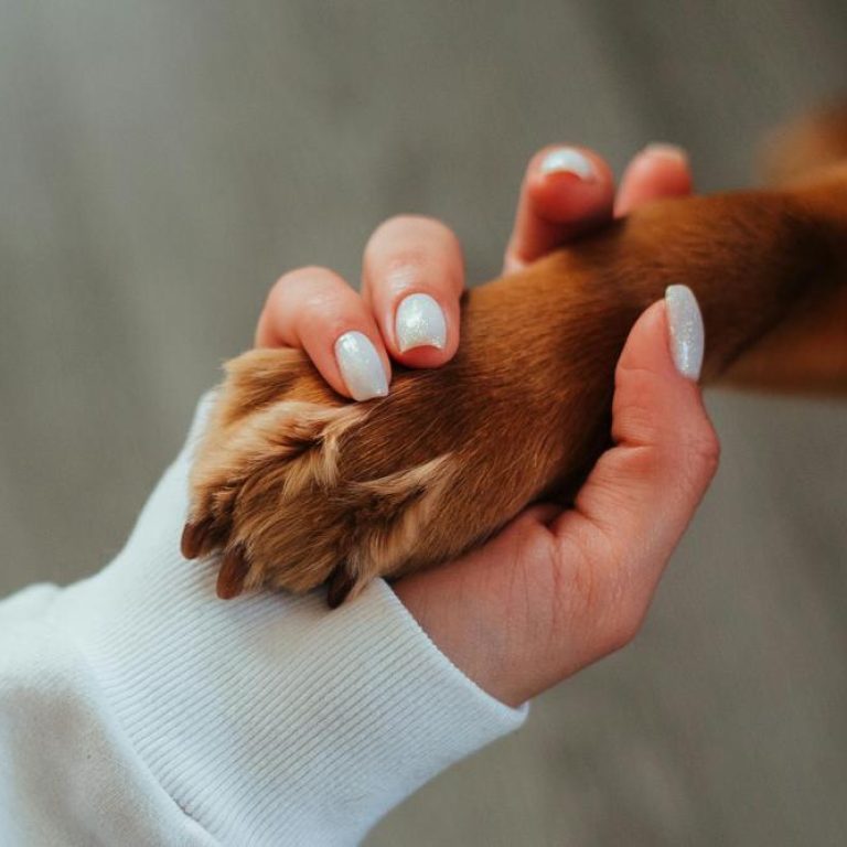Gentle-pet-fbd86d65d3154bd6867689d8903167fe